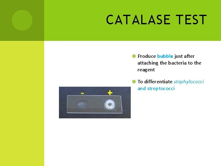 CATALASE TEST Produce bubble just after attaching the bacteria to the reagent To differentiate