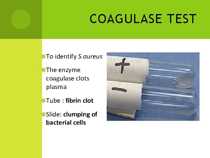COAGULASE TEST To identify S. aureus The enzyme coagulase clots plasma Tube : fibrin