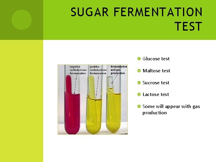 SUGAR FERMENTATION TEST Glucose test Maltose test Sucrose test Lactose test Some will appear