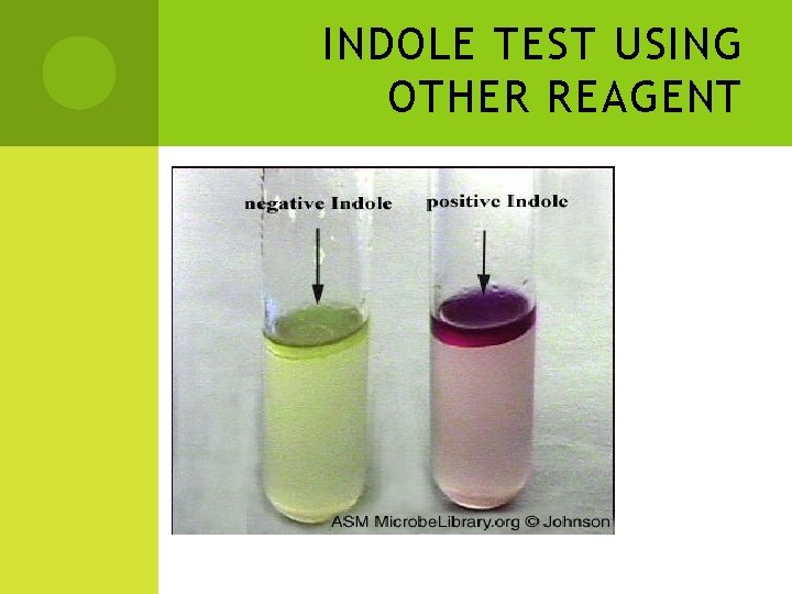 INDOLE TEST USING OTHER REAGENT 