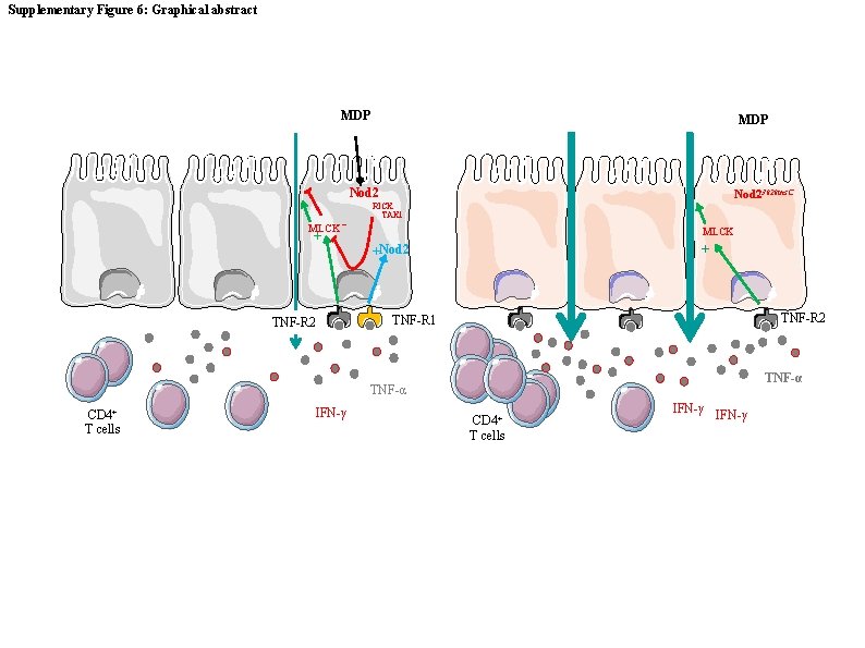 Supplementary Figure 6: Graphical abstract MDP Nod 2 MLCK - + TNF-R 2 Nod