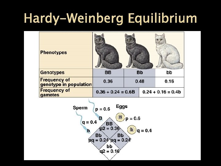 Hardy-Weinberg Equilibrium 