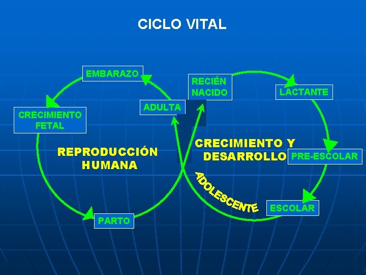 CICLO VITAL EMBARAZO RECIÉN NACIDO LACTANTE ADULTA CRECIMIENTO FETAL REPRODUCCIÓN HUMANA CRECIMIENTO Y DESARROLLO