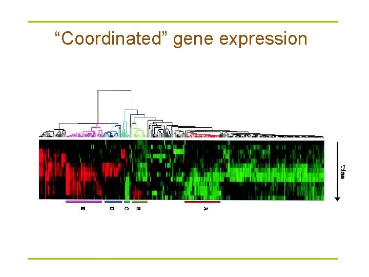 “Coordinated” gene expression 