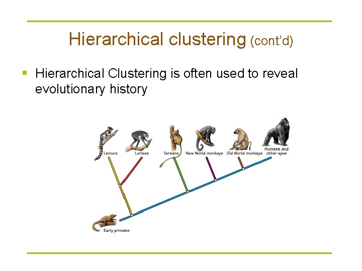 Hierarchical clustering (cont’d) § Hierarchical Clustering is often used to reveal evolutionary history 