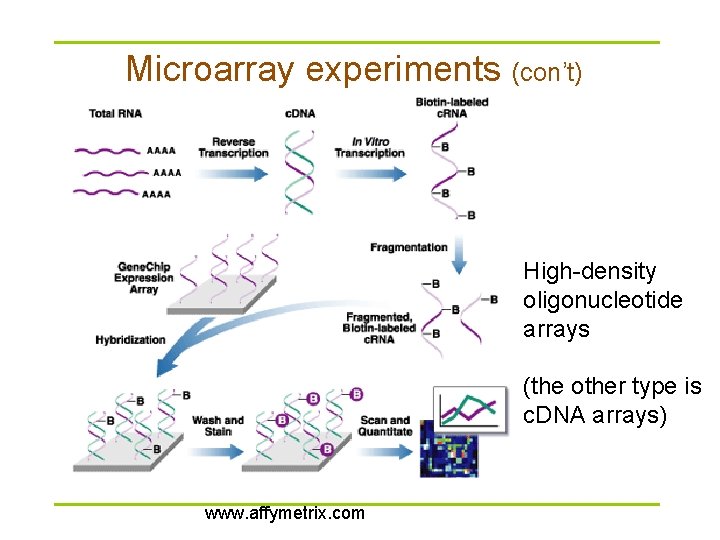 Microarray experiments (con’t) High-density oligonucleotide arrays (the other type is c. DNA arrays) www.