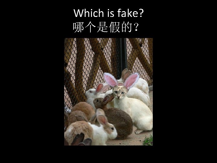 Which is fake? 哪个是假的？ 