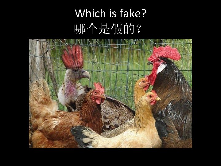 Which is fake? 哪个是假的？ 