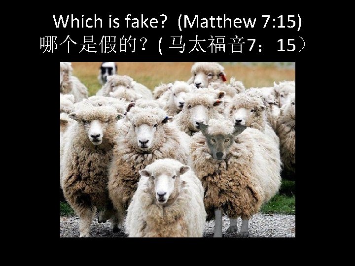 Which is fake? (Matthew 7: 15) 哪个是假的？( 马太福音 7： 15） 