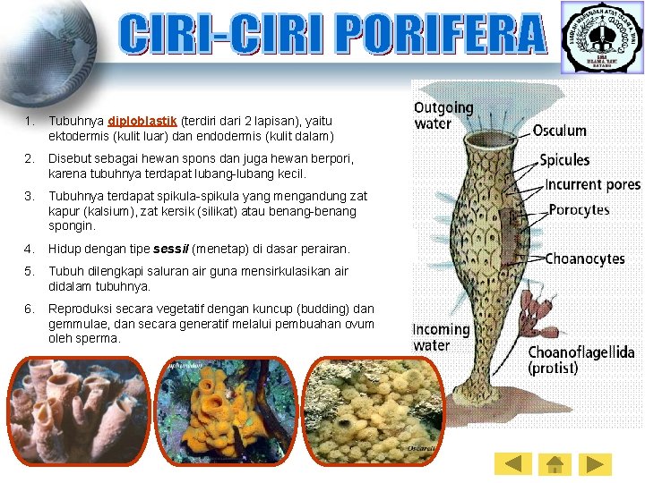1. Tubuhnya diploblastik (terdiri dari 2 lapisan), yaitu ektodermis (kulit luar) dan endodermis (kulit