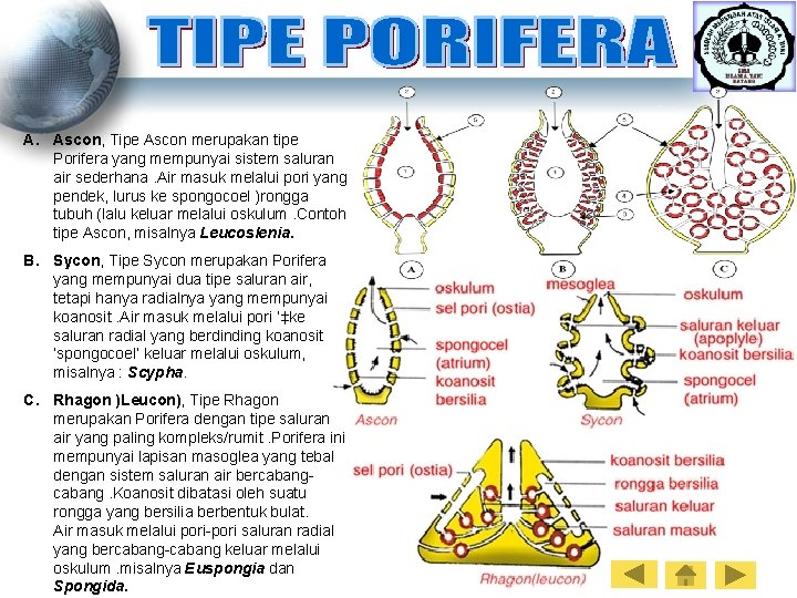A. Ascon, Tipe Ascon merupakan tipe Porifera yang mempunyai sistem saluran air sederhana. Air