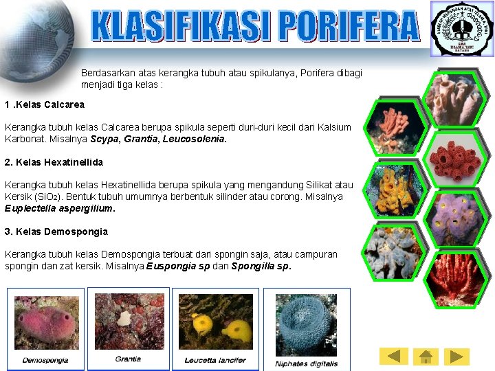 Berdasarkan atas kerangka tubuh atau spikulanya, Porifera dibagi menjadi tiga kelas : 1. Kelas