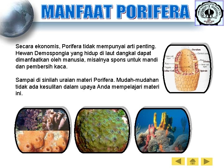 Secara ekonomis, Porifera tidak mempunyai arti penting. Hewan Demospongia yang hidup di laut dangkal