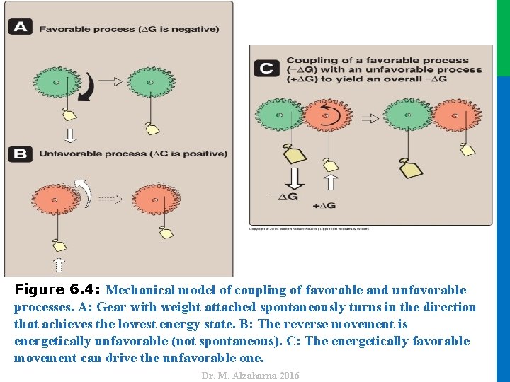 Dr. M. Alzaharna 2016 Figure 6. 4: Mechanical model of coupling of favorable and