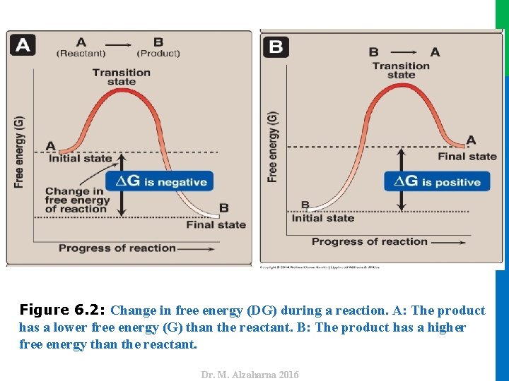 Dr. M. Alzaharna 2016 Figure 6. 2: Change in free energy (DG) during a