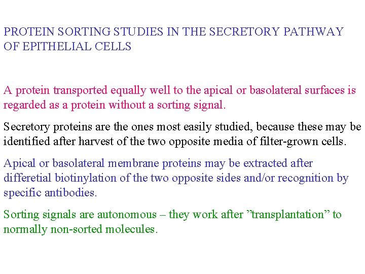 PROTEIN SORTING STUDIES IN THE SECRETORY PATHWAY OF EPITHELIAL CELLS A protein transported equally