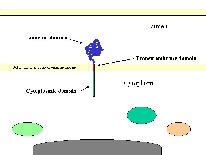 Lumenal domain Transmembrane domain Golgi membrane /endosomal membrane Cytoplasmic domain 