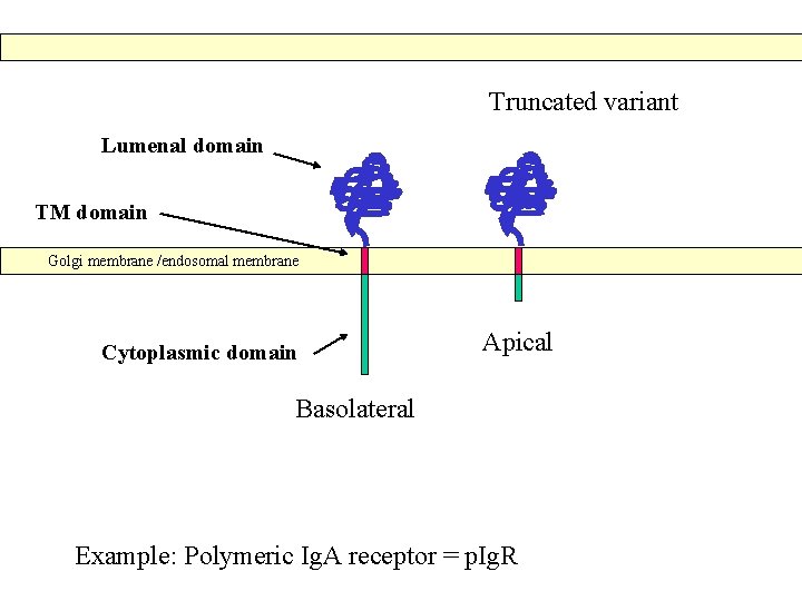 Truncated variant Lumenal domain TM domain Golgi membrane /endosomal membrane Cytoplasmic domain Apical Basolateral