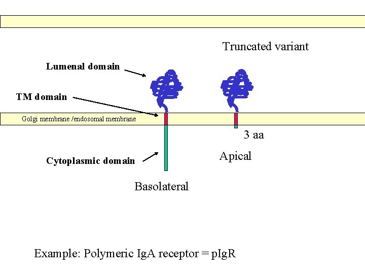 Truncated variant Lumenal domain TM domain Golgi membrane /endosomal membrane 3 aa Cytoplasmic domain