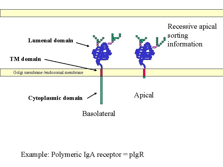 Recessive apical sorting information Lumenal domain TM domain Golgi membrane /endosomal membrane Cytoplasmic domain