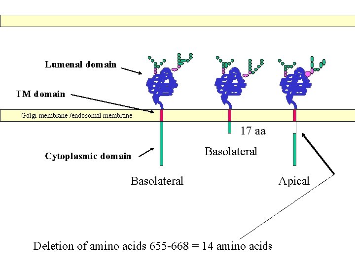 Lumenal domain TM domain Golgi membrane /endosomal membrane 17 aa Cytoplasmic domain Basolateral Deletion