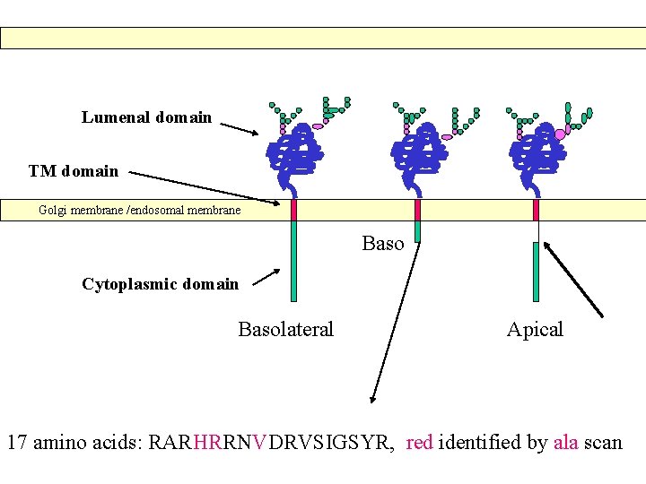 Lumenal domain TM domain Golgi membrane /endosomal membrane Baso Cytoplasmic domain Basolateral Apical 17