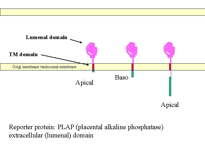 Lumenal domain TM domain Golgi membrane /endosomal membrane Apical Baso Apical Reporter protein: PLAP