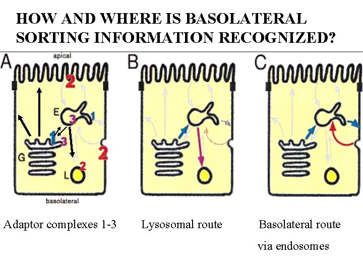 HOW AND WHERE IS BASOLATERAL SORTING INFORMATION RECOGNIZED? Adaptor complexes 1 -3 Lysosomal route