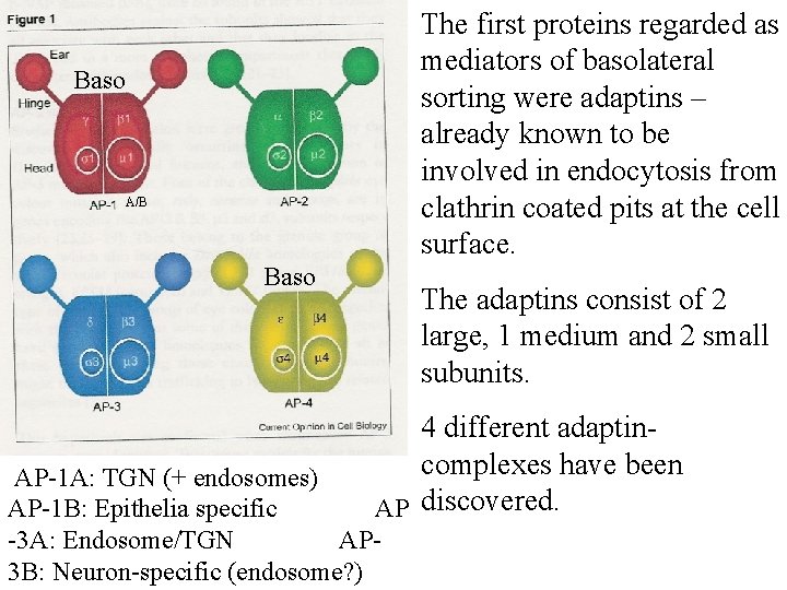 The first proteins regarded as mediators of basolateral sorting were adaptins – already known