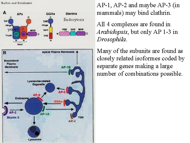 AP-1, AP-2 and maybe AP-3 (in mammals) may bind clathrin. Endocytosis All 4 complexes