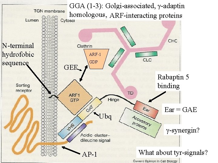 GGA (1 -3): Golgi-associated, -adaptin homologous, ARF-interacting proteins N-terminal hydrofobic sequence ARF-1 GEF GDP