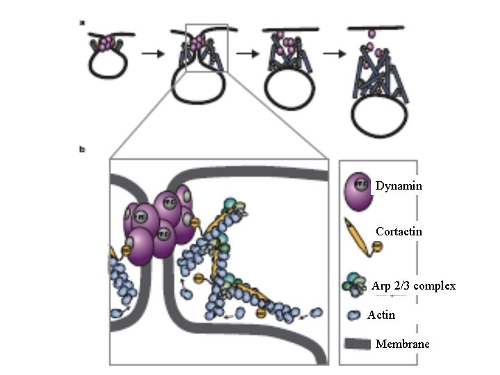 Dynamin Cortactin Arp 2/3 complex Actin Membrane 