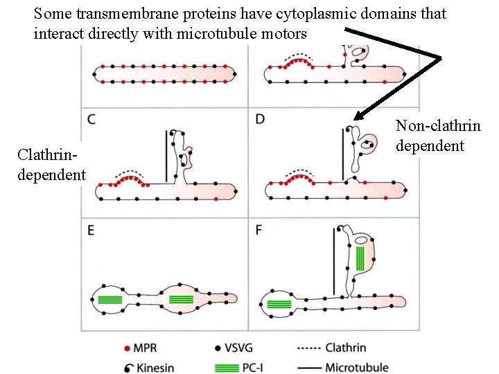 Some transmembrane proteins have cytoplasmic domains that interact directly with microtubule motors Clathrindependent Non-clathrin