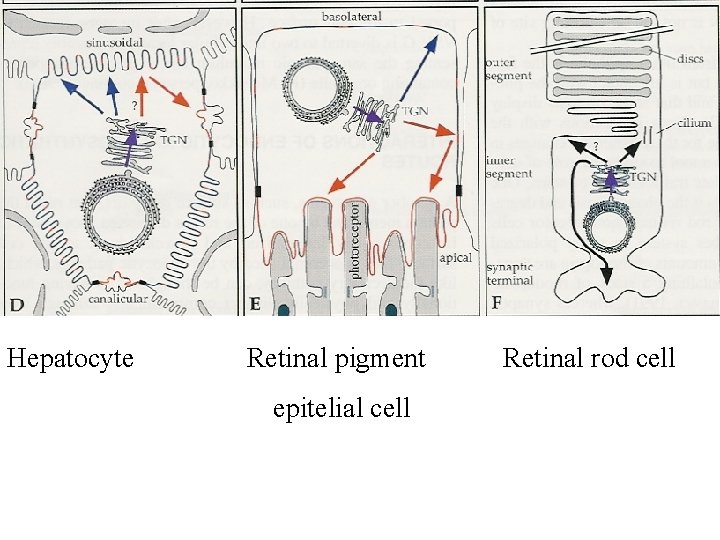Hepatocyte Retinal pigment epitelial cell Retinal rod cell 
