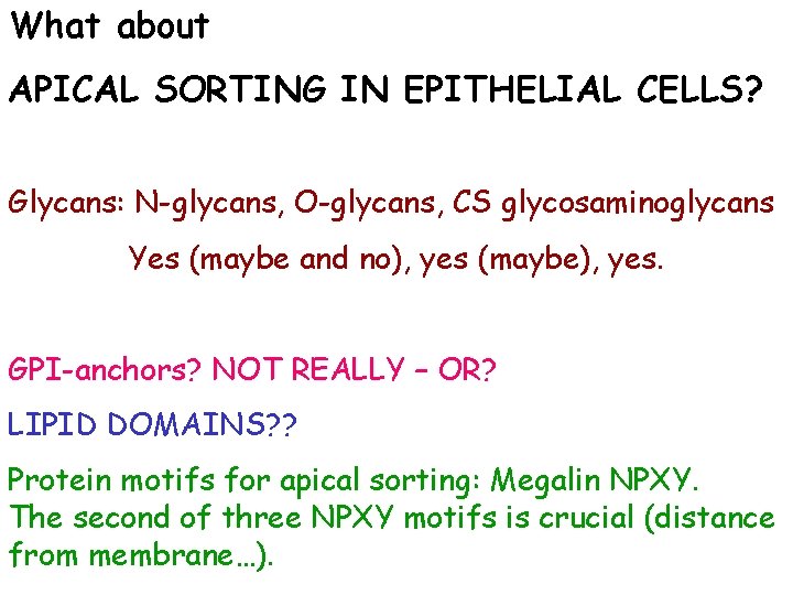 What about APICAL SORTING IN EPITHELIAL CELLS? Glycans: N-glycans, O-glycans, CS glycosaminoglycans Yes (maybe