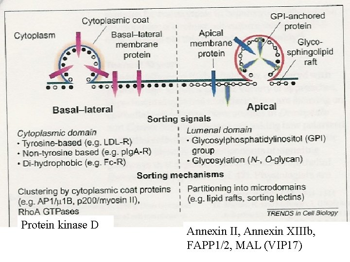 Protein kinase D Annexin II, Annexin XIIIb, FAPP 1/2, MAL (VIP 17) 