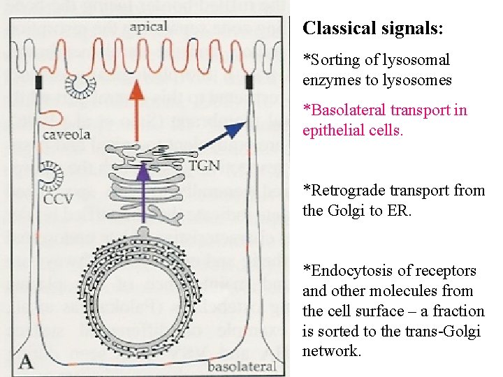 Classical signals: *Sorting of lysosomal enzymes to lysosomes *Basolateral transport in epithelial cells. *Retrograde
