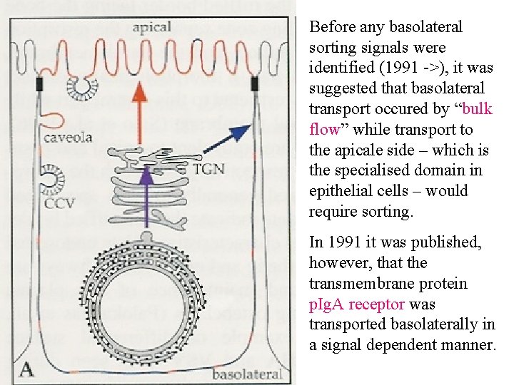 Before any basolateral sorting signals were identified (1991 ->), it was suggested that basolateral
