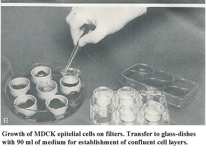 Growth of MDCK epitelial cells on filters. Transfer to glass-dishes with 90 ml of