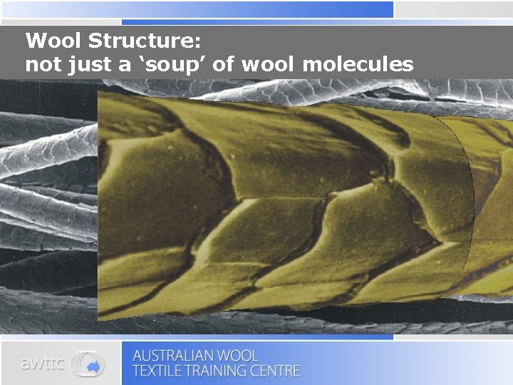 Wool Structure: not just a ‘soup’ of wool molecules 