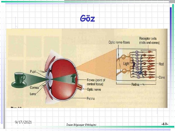 Göz 9/17/2021 İnsan Bilgisayar Etkileşimi -13 - 