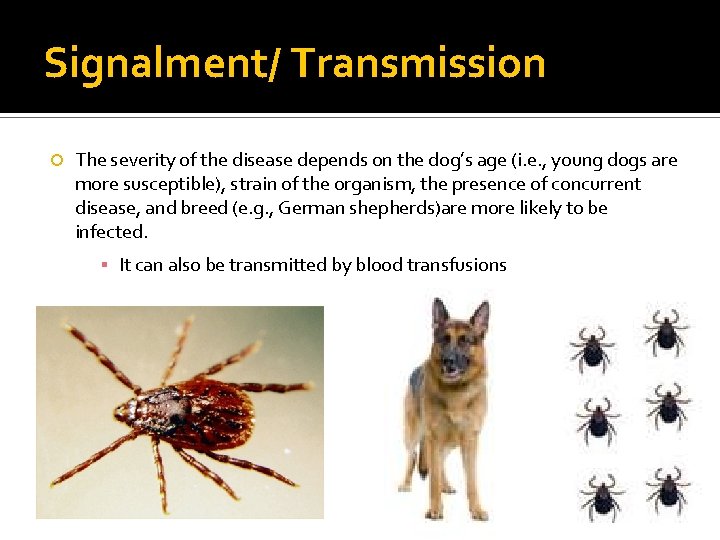 Signalment/ Transmission The severity of the disease depends on the dog’s age (i. e.