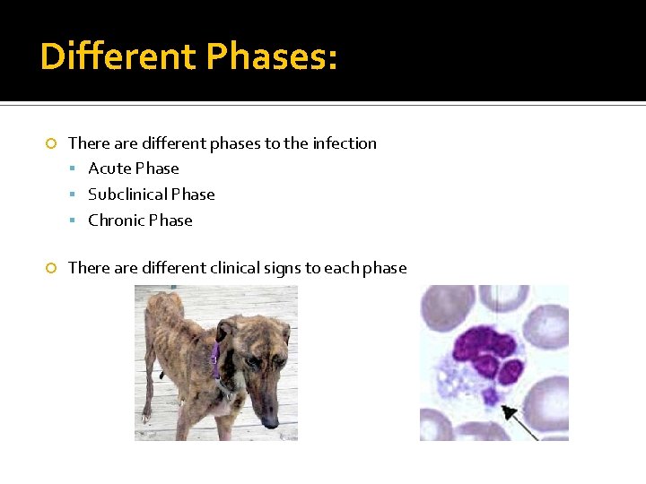 Different Phases: There are different phases to the infection Acute Phase Subclinical Phase Chronic