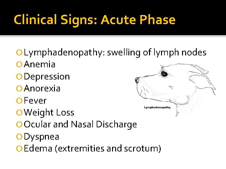 Clinical Signs: Acute Phase Lymphadenopathy: swelling of lymph nodes Anemia Depression Anorexia Fever Weight