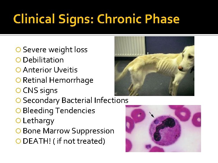 Clinical Signs: Chronic Phase Severe weight loss Debilitation Anterior Uveitis Retinal Hemorrhage CNS signs