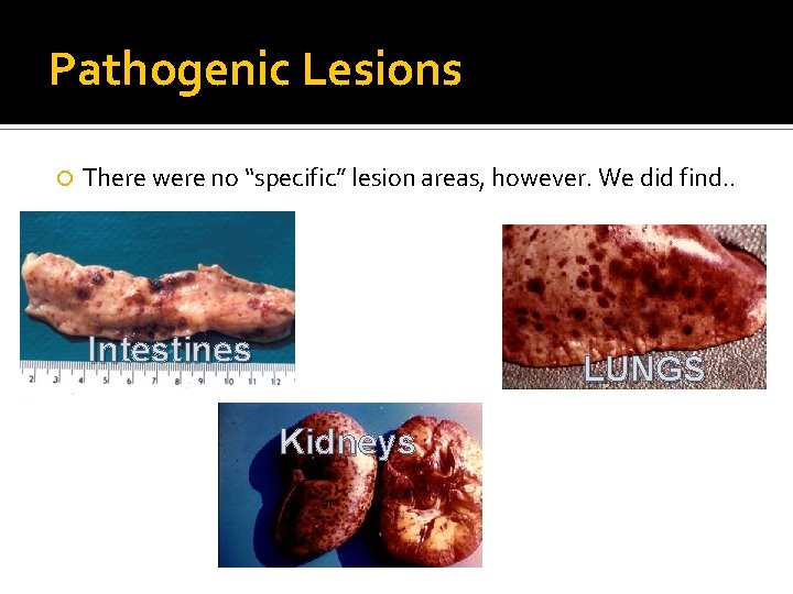 Pathogenic Lesions There were no “specific” lesion areas, however. We did find. . Intestines