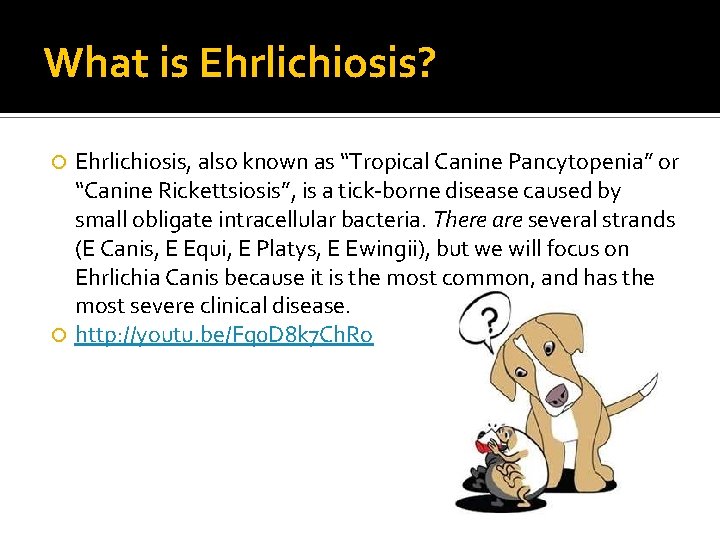 What is Ehrlichiosis? Ehrlichiosis, also known as “Tropical Canine Pancytopenia” or “Canine Rickettsiosis”, is