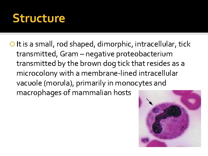 Structure It is a small, rod shaped, dimorphic, intracellular, tick transmitted, Gram – negative