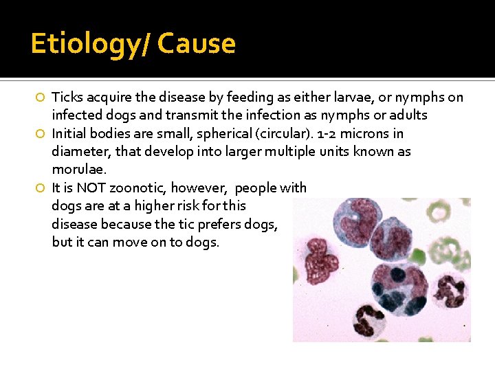 Etiology/ Cause Ticks acquire the disease by feeding as either larvae, or nymphs on