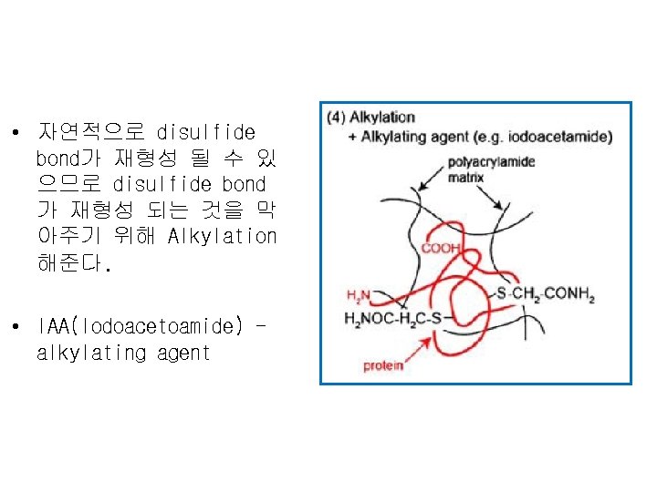  • 자연적으로 disulfide bond가 재형성 될 수 있 으므로 disulfide bond 가 재형성